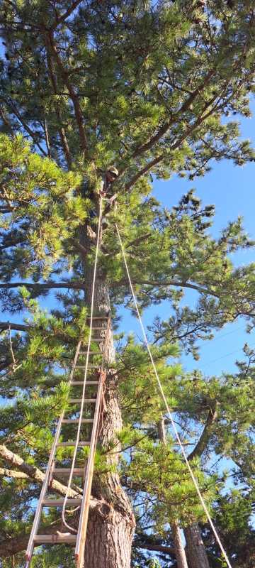 Sandoval Brothers Services LLC